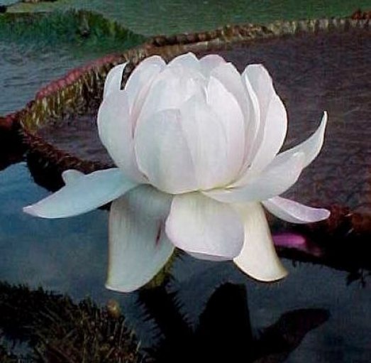 Victoria amazonica