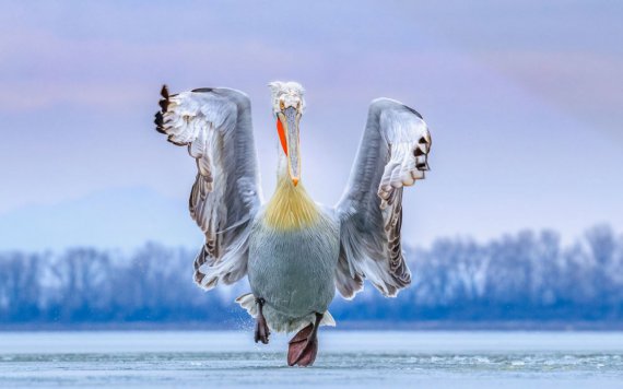 Британская Фотобиблиотека естествознания Nature Photographers Ltd определила лучшие фото птиц