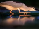 Британская Фотобиблиотека естествознания Nature Photographers Ltd определила лучшие фото птиц