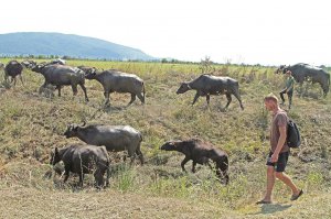 Буйволи гуляють територією ферми у селі Олешник Виноградівського району Закарпатської області. На підприємстві є 64 тварини