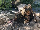 Дерево упало на пожилую женщину. ФОТО: ИНФОРМАТОР