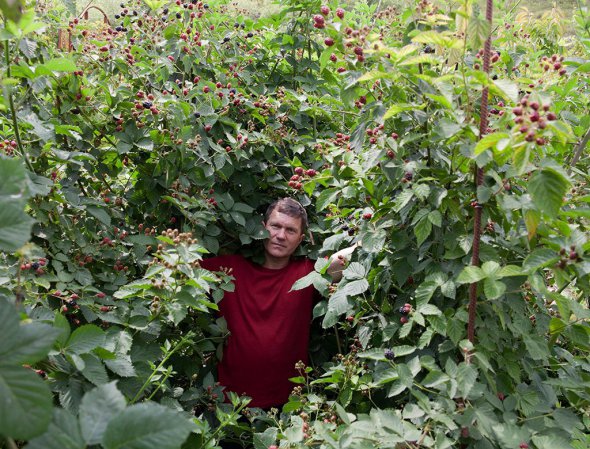 Вячеслав Францишко показывает в саду двухметровые кусты ежевики