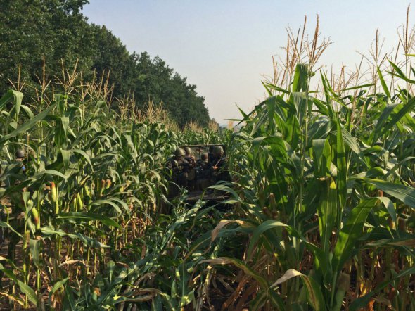 Поля кукурузы и подсолнечника стали еще одним символом боев за город