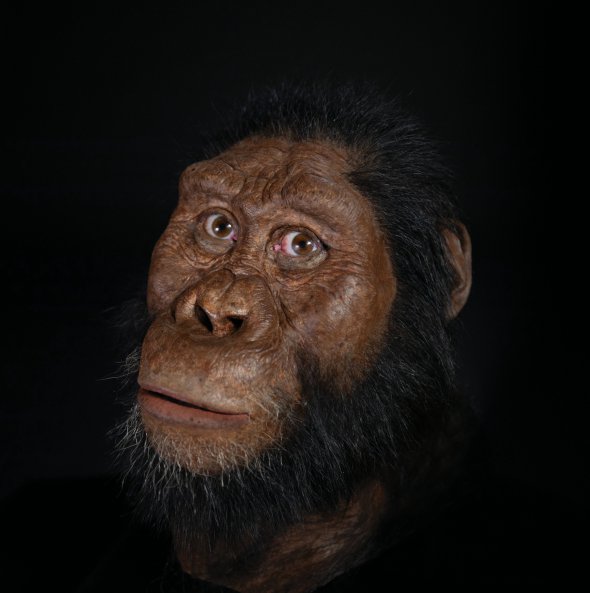 Воссоздали лицо предка древнейшего человека, жившего 3,8 млн лет назад
