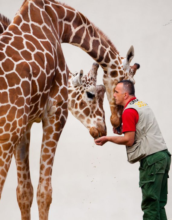 В Македонскому зоопарке жирафы подружились с надзирателем