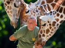 В Македонскому зоопарке жирафы подружились с надзирателем