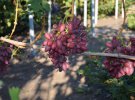 Новинка винограду 2019: показали гігантський сорт Талдун