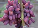 Новинка винограду 2019: показали гігантський сорт Талдун