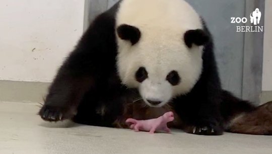 В Берлинском зоопарке панда Мэн Мэн родила двух детенышей