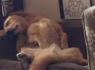 Даже во сне эти четырехлапые не прекращают наполнять нашу жизнь положительными эмоциями.