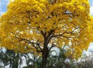 Гваякове дерево 