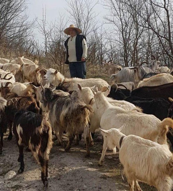На границе с Молдовой волки нападают на скот