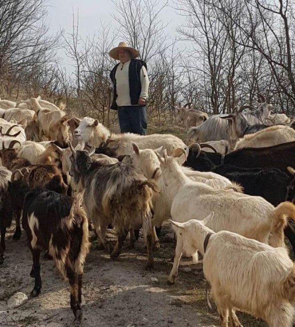 На кордоні з Молдовою вовки нападають на худобу
