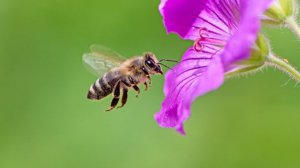 Одні з найспокійніших бджол і тих, які не кусають, – чорна німецька. Фото: ВВС