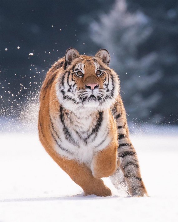 Голландский фотограф делает удивительные снимки диких животных