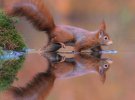 Голландский фотограф делает удивительные снимки диких животных