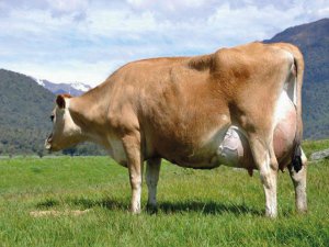 Корови Джерсейської породи невибагливі до утримання та годування. Важать 400–550 кілограмів. У день дають 35 літрів молока