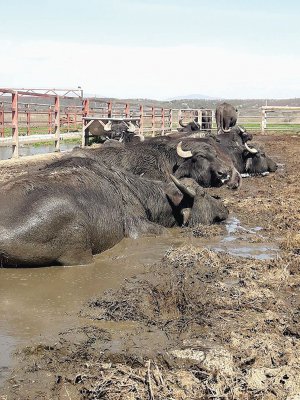 На фермі в селі Олешник Хустського району Закарпатської області живуть 64 буйволи. Тут можна купити молоко, сир, йогурти, масло