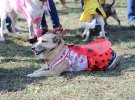 6 октября на "ВДНХ" пройдет Кубок Барбоса - самая масштабная выставка-конкурс беспородных собак в Украине