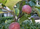 У Вінниці висадили алею яблунь на честь донорів, які віддали свої органи для порятунку інших