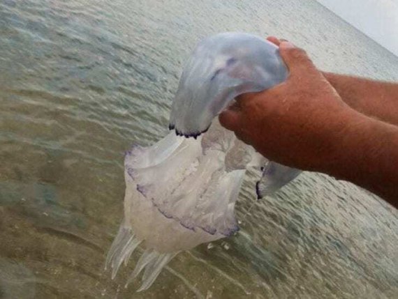 Пляжи Азовского моря заполонили тысячи медуз
