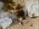 Пляжи Азовского моря заполонили тысячи медуз