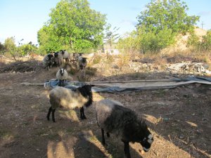 Вівці романівської породи пасуться біля будинку гайсинчанина Юрія Любенка