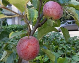 Сколько будут стоить яблоки до конца года