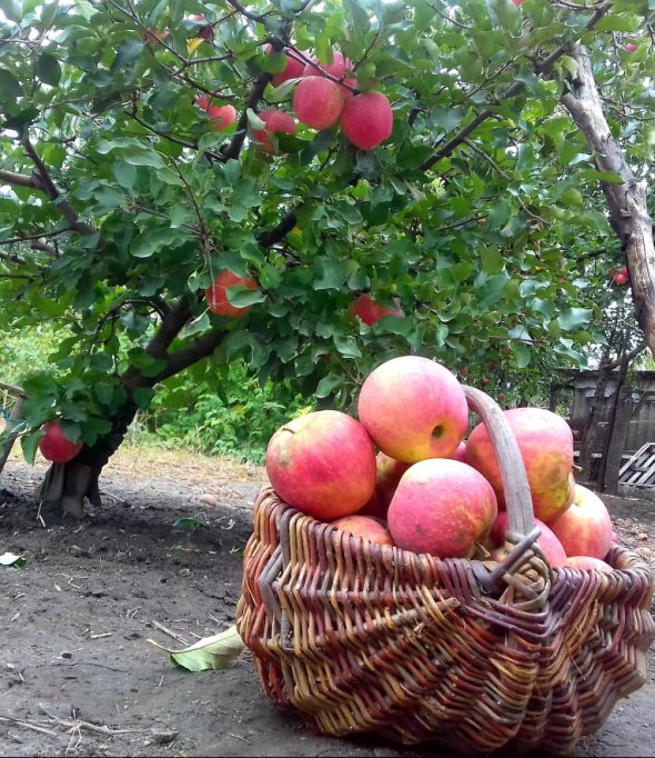 Скільки будуть коштувати яблука до кінця року