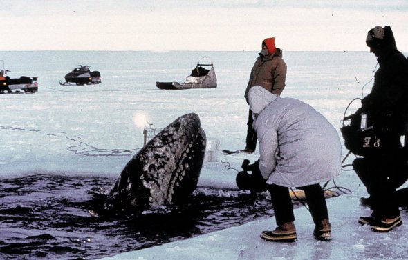 Журналісти знімають кита у крижаній пастці у бухті біля містечка Барроу на Алясці. На порятунок трьох тварин відправили військових і криголами. Операція з визволення тривала 19 днів