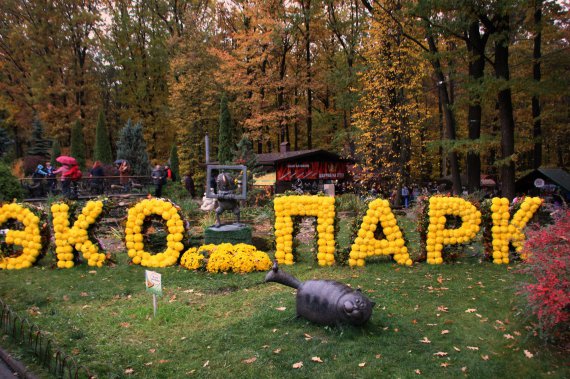 В региональном ландшафтном парке под Харьковом открылся бал хризантем. Фото: Ольга Стенько