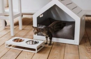 Що слід врахувати при виборі котячого будиночку?