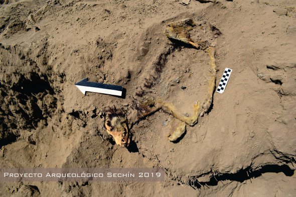 Археологи раскопали собаку доевропейских времен в древнем храме в Перу