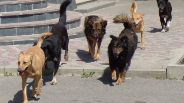 В Нежине насчитавается около 3 тисяч бродячих собак
