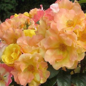 На одному кущі троянди Меджикал одночасно можна побачити жовті, рожеві, персикові, помаранчеві й червоні квіти