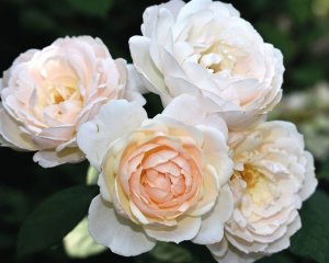 Квітки у троянди Дездемони махрові, по 30–40 пелюсток у кожній. Спочатку перлинно-рожеві, потім стають кремові з персиковим відтінком