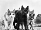 Уолтер Чандоха снимал кошек 70 лет