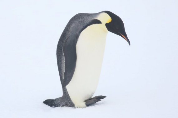 Пингвин впервые за зимовку пришел к станции "Академик Вернадский".