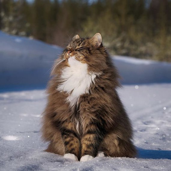 Сампі не ховається від холоду та снігу й обожнює проводити час надворі.