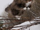 Сампі не ховається від холоду та снігу й обожнює проводити час надворі.