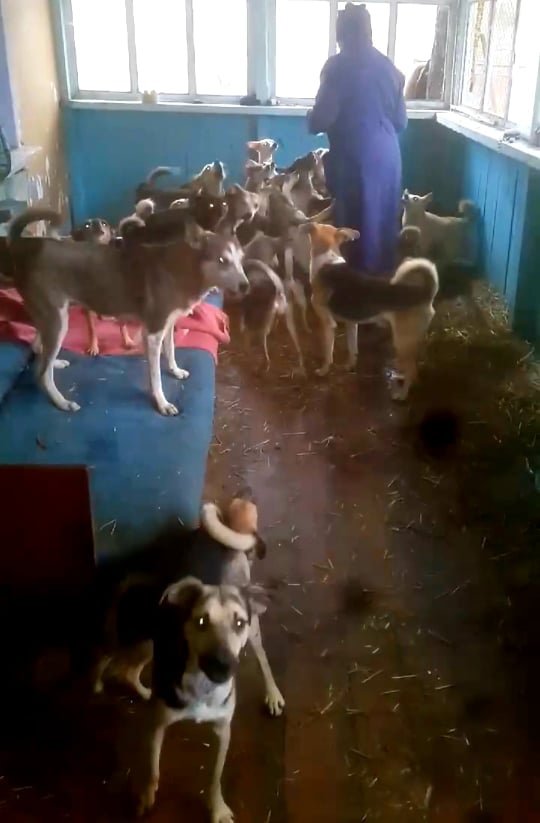 Винницкая область: 43 собаки, которых держали 10 лет в квартире, нуждаются в помощи
