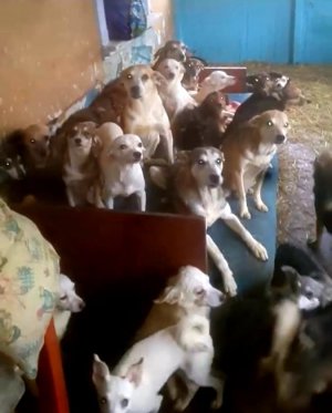 Винницкая область: 43 собаки, которых держали 10 лет в квартире, нуждаются в помощи