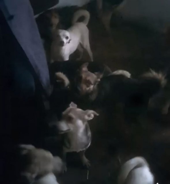 Вінниччина: 43 собаки, яких тримали 10 років у квартирі, потребують допомоги