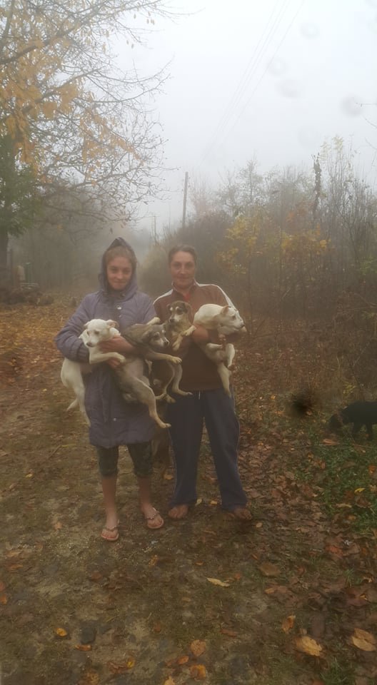 Вінниччина: 43 собаки, яких тримали 10 років у квартирі, потребують допомоги