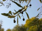 В семье мужа есть большая плантация оливковых деревьев, масло из которых они сдавали оптом.