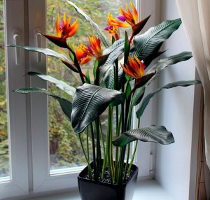 На 1 стрелиции зацветает 5 цветков с оранжевыми лепестками
