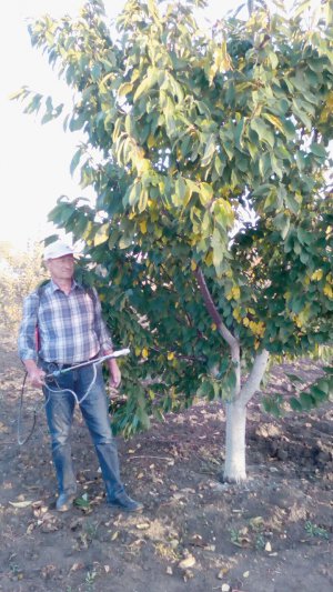 Садівник Павло Пащенко білить дерева у власному господарстві