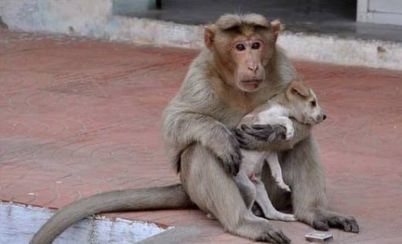 Мавпа дбає про щеня, ніби про власне дитинча. 