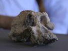 Останки афгарського австралопітека знайшли в 2016 році у Ефіопії.