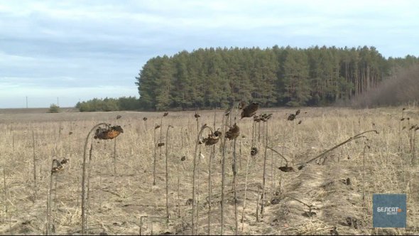 У 50 кілометрах від столиці простоювало чисте поле і його не проти були віддати переселенцям